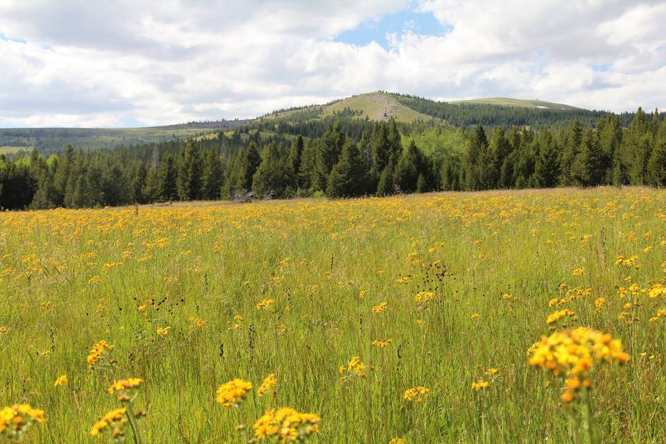 Meadow in July.