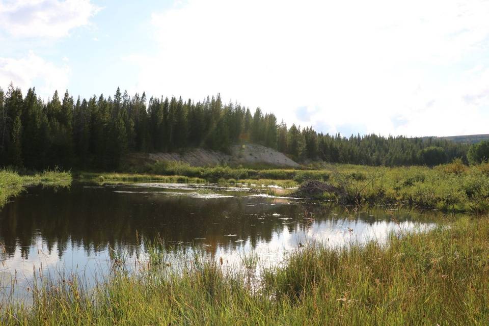 Pond