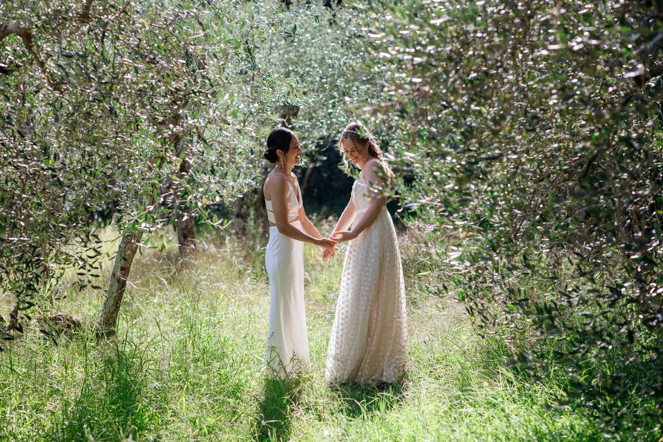 Olive tree in Tuscany