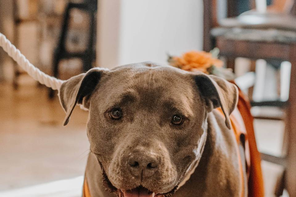 We love your pups!