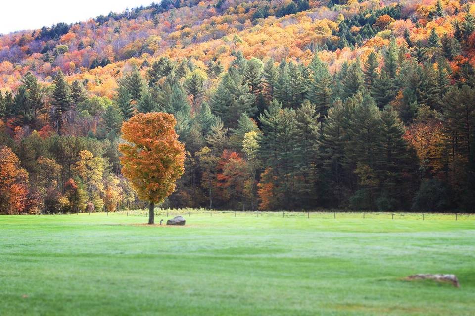 Ceremony Tree in Autumn