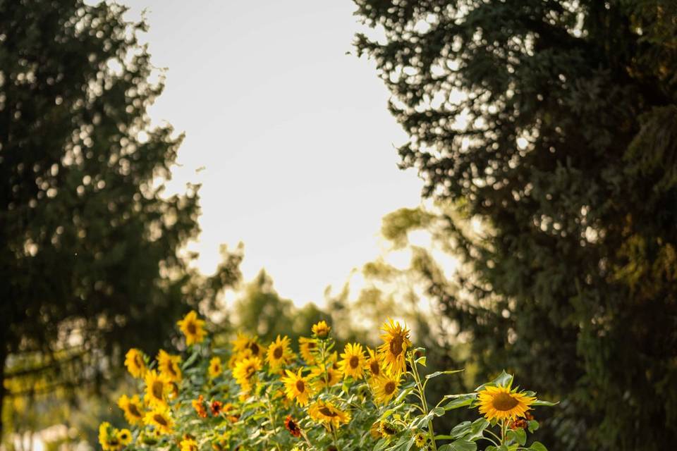 JK Rose Photography