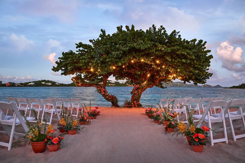 Sea Grape Trees