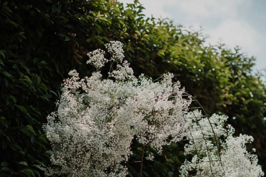 Gypsophila arch