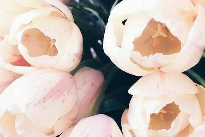 Beautiful Flowers