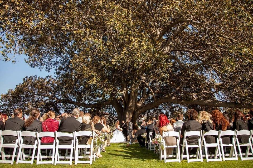 Wedding ceremony under the big tree on the Camarillo Ranch lawn.
