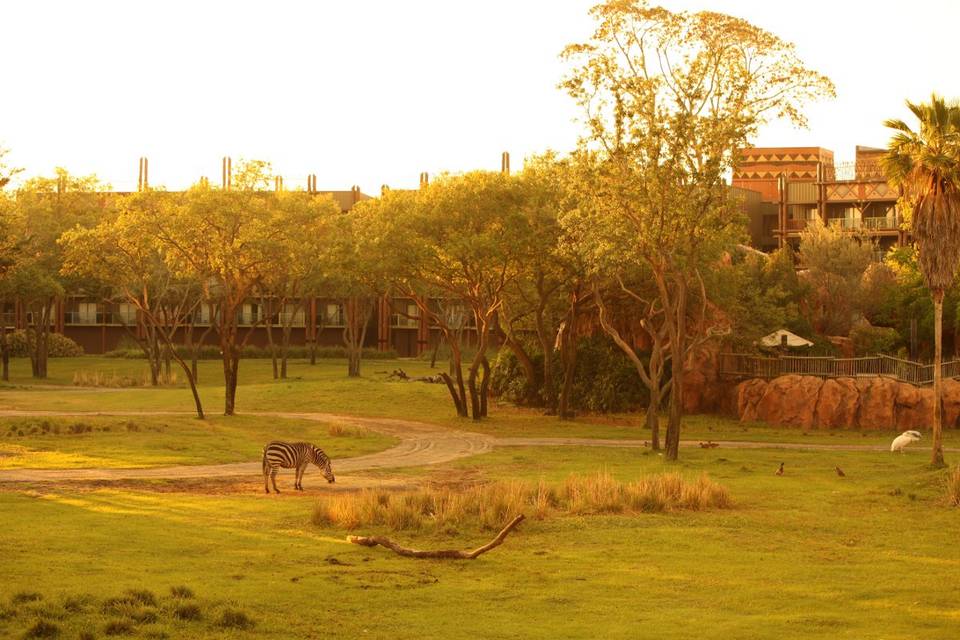 Disney's Animal Kingdom Lodge