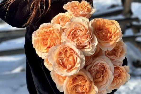 Orange garden roses