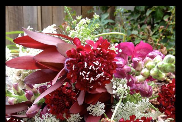 Playful bouquet with a Pop of Color and raspberry scabiosa, burgundy snapdragons, Queen Anne's Lace and leucadendron