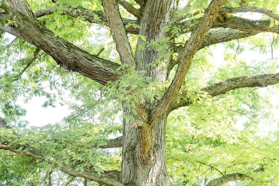 Under the Tree