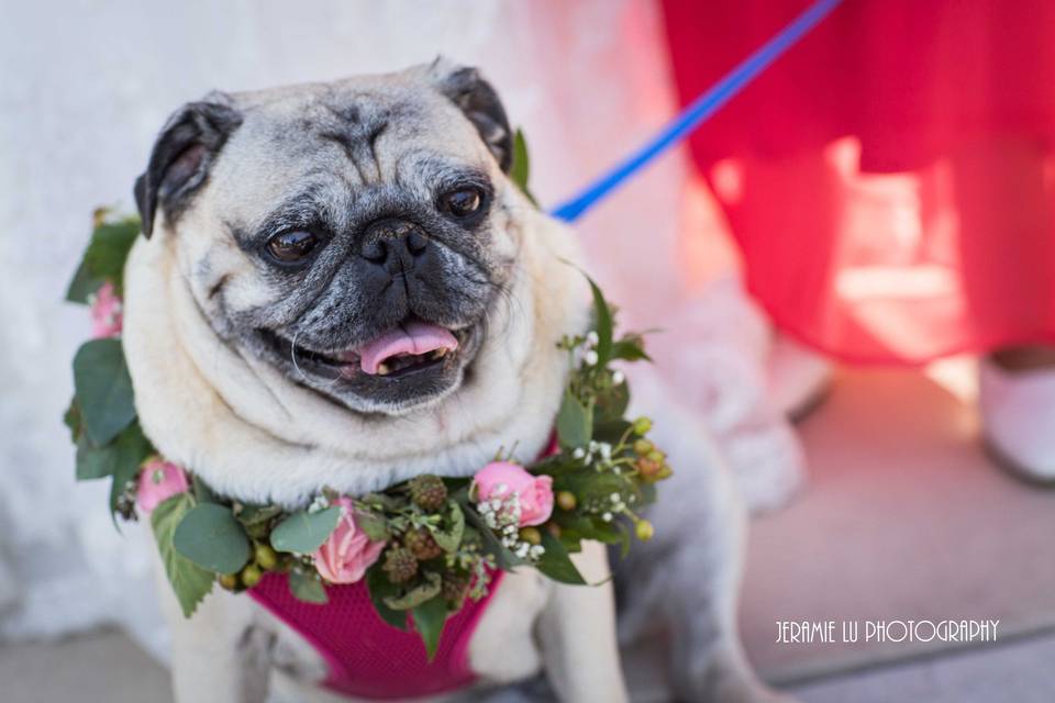 Floral by A Floral Affair
www.afloralaffairkjs@gmail.com
Photo by Jeramie Lu Photography