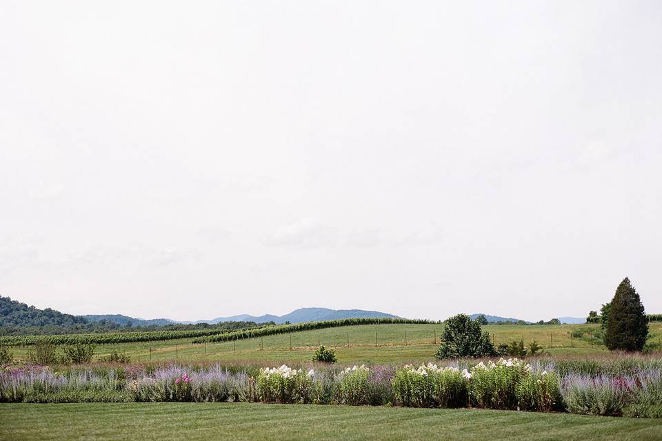 Early Mountain Vineyards