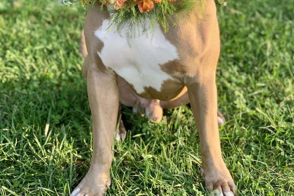 Dog Flower Collar