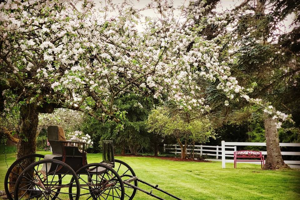 Orchard bloom enjoy a stroll