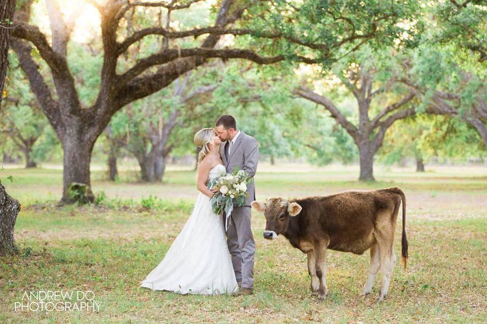 Couple and cattle