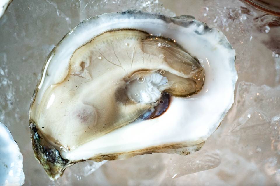 A perfect Maine oyster