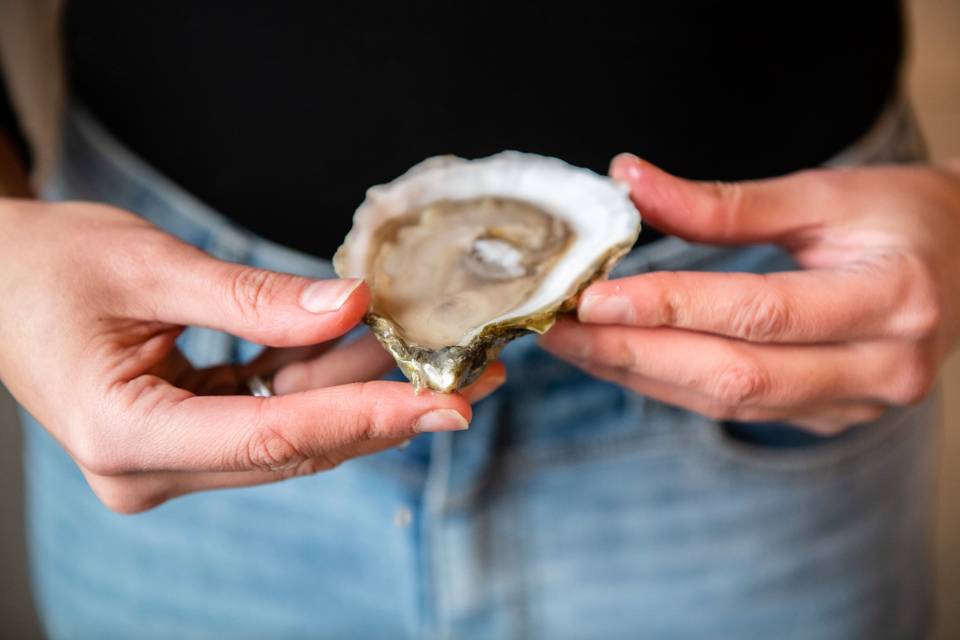 Maine oyster