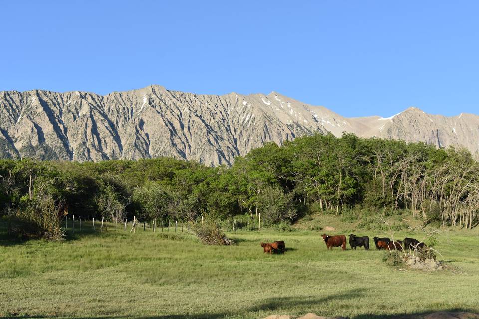 Cattle on range