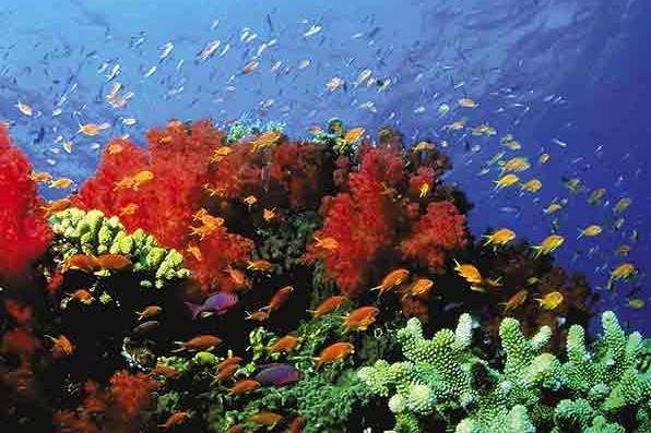 Fiji Coral Reef