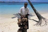 Fiji island coconuts