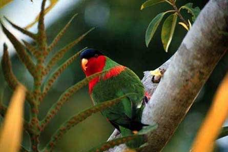 The 'Kula Bird' of Fiji