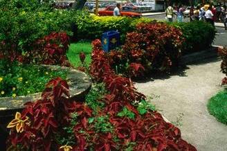 Suva Fiji city square