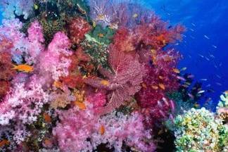 Underwater life Rainbow Passage Taveuni Island, Fiji