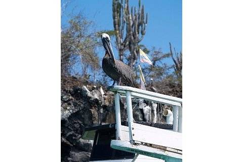 Galapagos Islands Adult Pelican