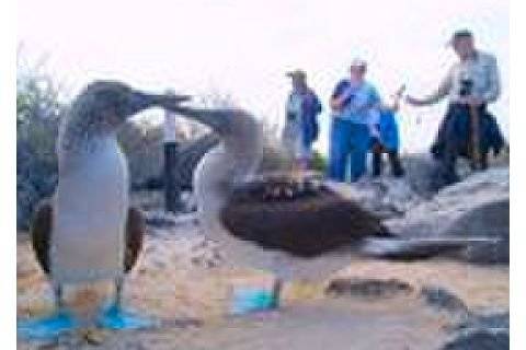 Galapagos Islands blue footed boobies