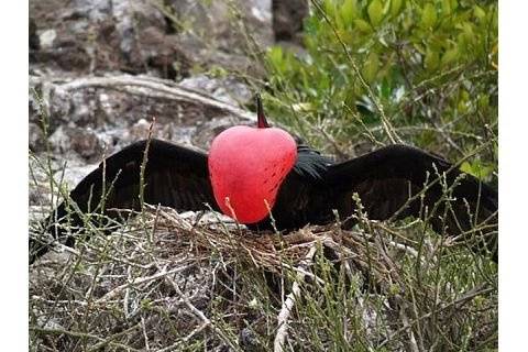 Galapagos Islands Frigate bird trying to attract a female for courting