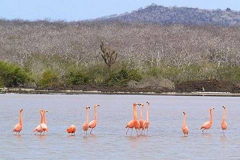 Galapagos Islands heard of Flamingos