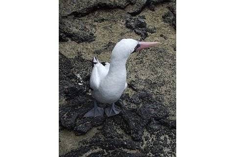 Galapagos Islands Masked Boobie