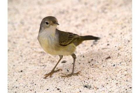 Galapagos Islands Mocking Bird