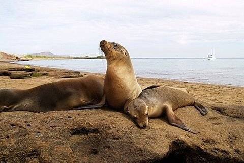 Galapagos Islands sea lion pups Santa Maria Island