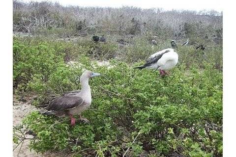 Galapagos Islands Red Footed Boobies