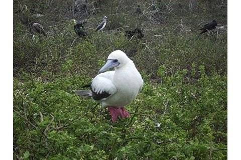 Galapagos Islands White Morph Red Footed Boobie