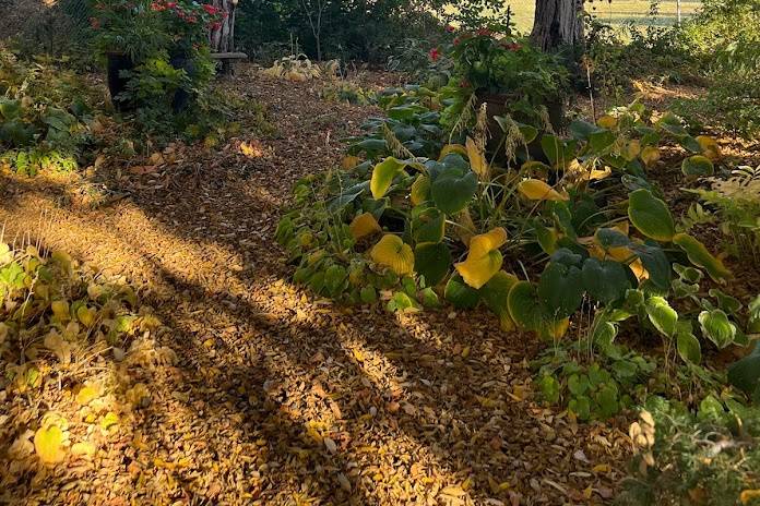Shade Garden in Fall