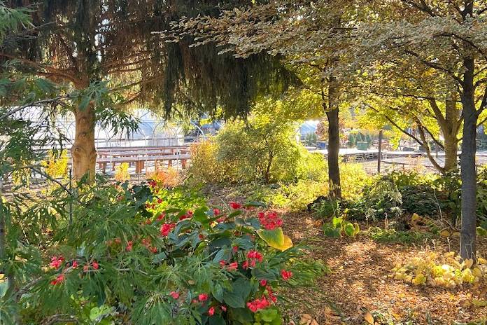 Shade Garden in Fall