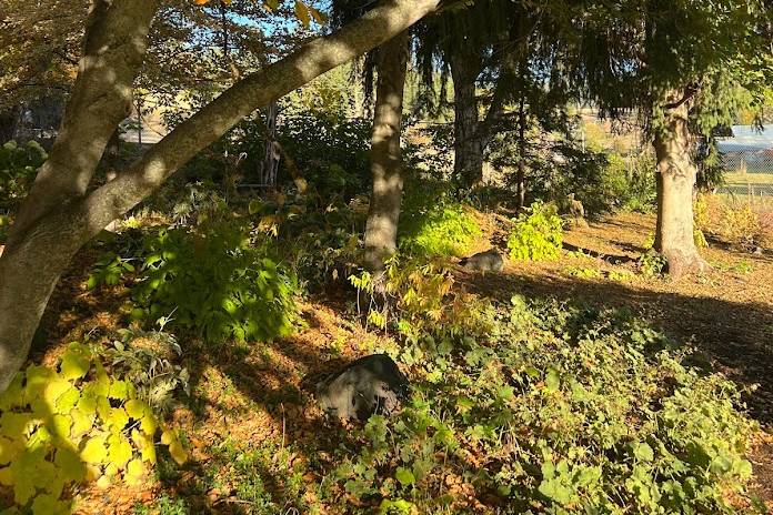 Shade Garden in Fall