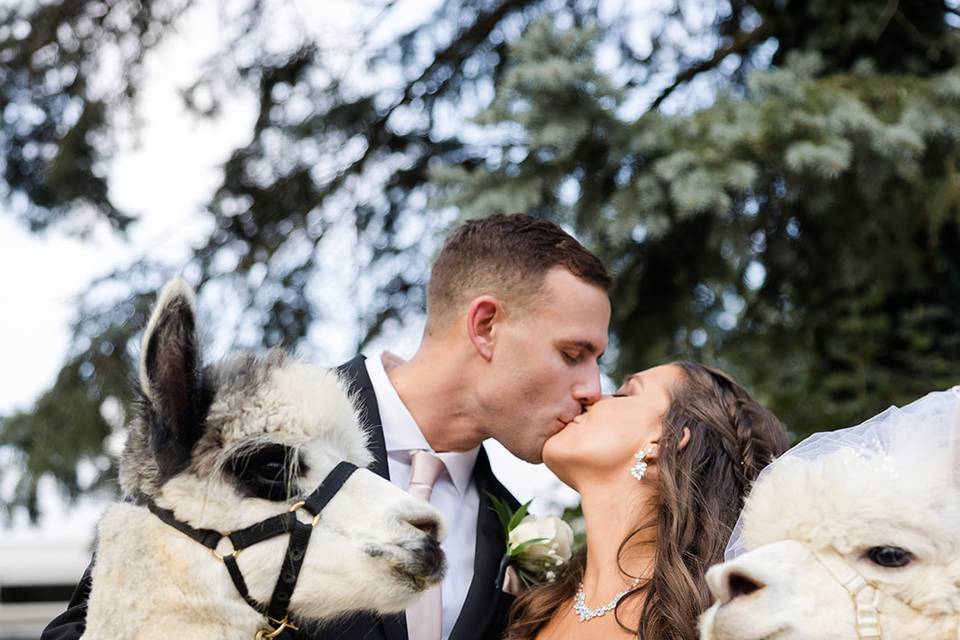 Wedding with Llamas