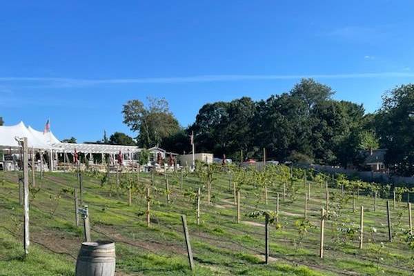 Cape Cod Winery