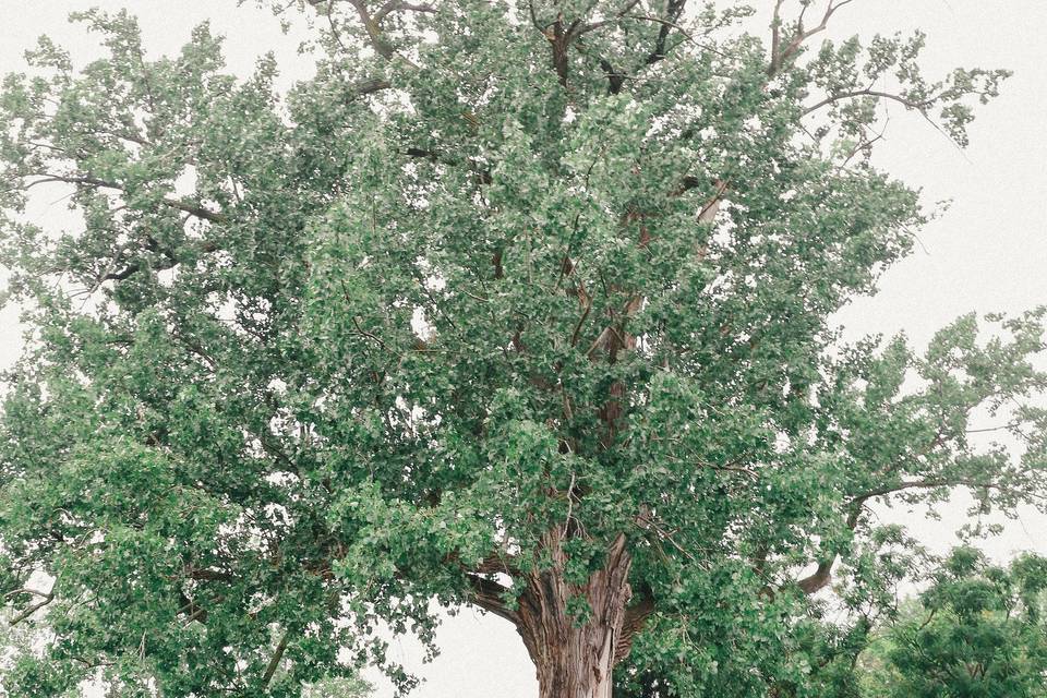 The majestic cottonwood tree, the namesake of the property, is the second largest cottonwood in the state of VT!