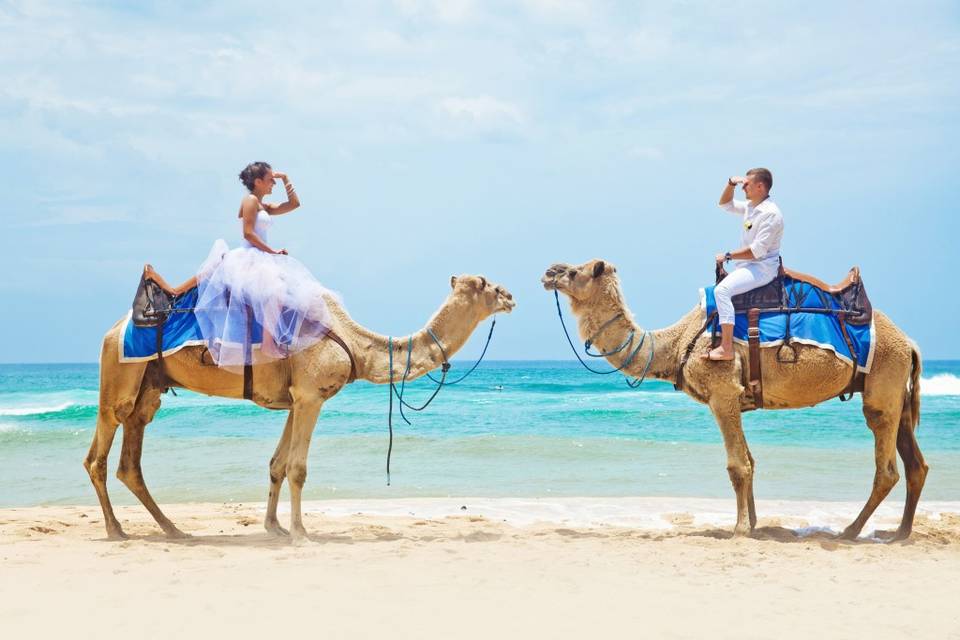 Destination Wedding Camel