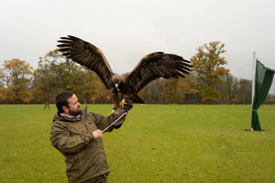 Falcon demo in Ireland