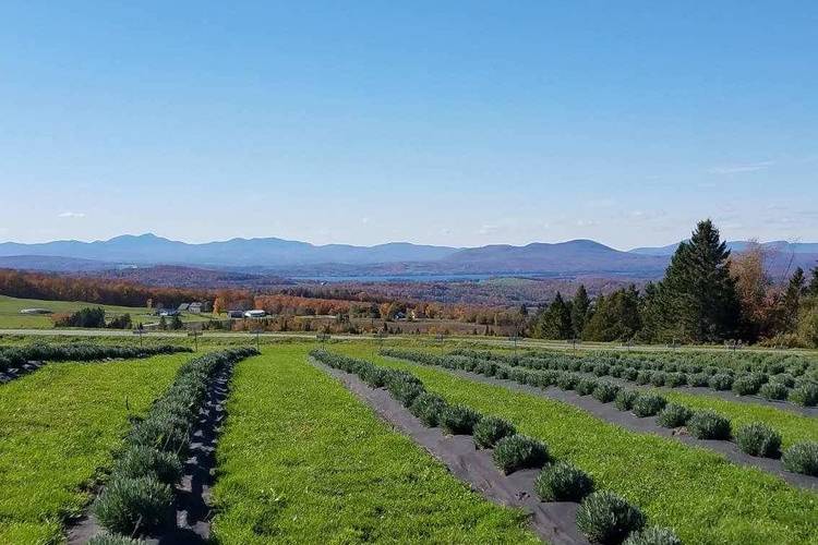 Lavender Essentials of Vermont