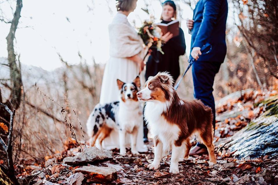 Ceremony with pets