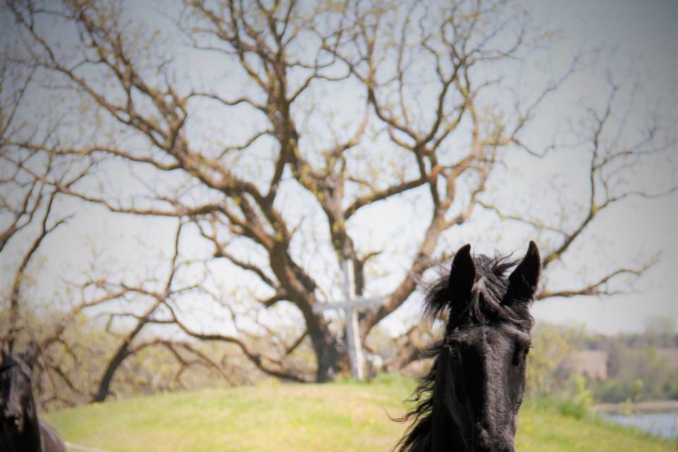 Stonewall Farms