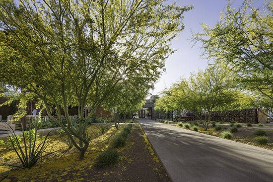 Palo Verde in Bloom