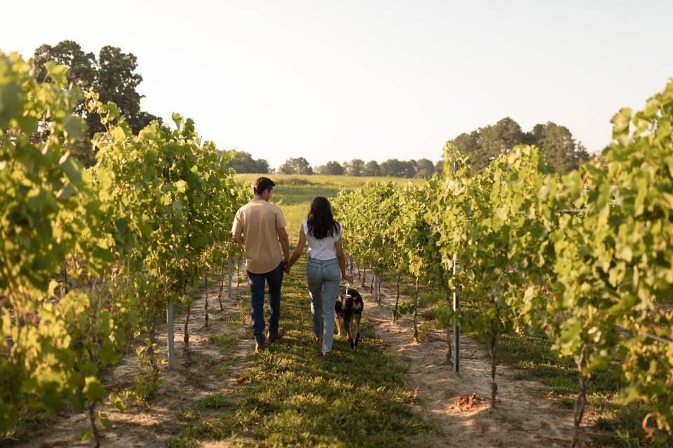 Strolling in the vineyard