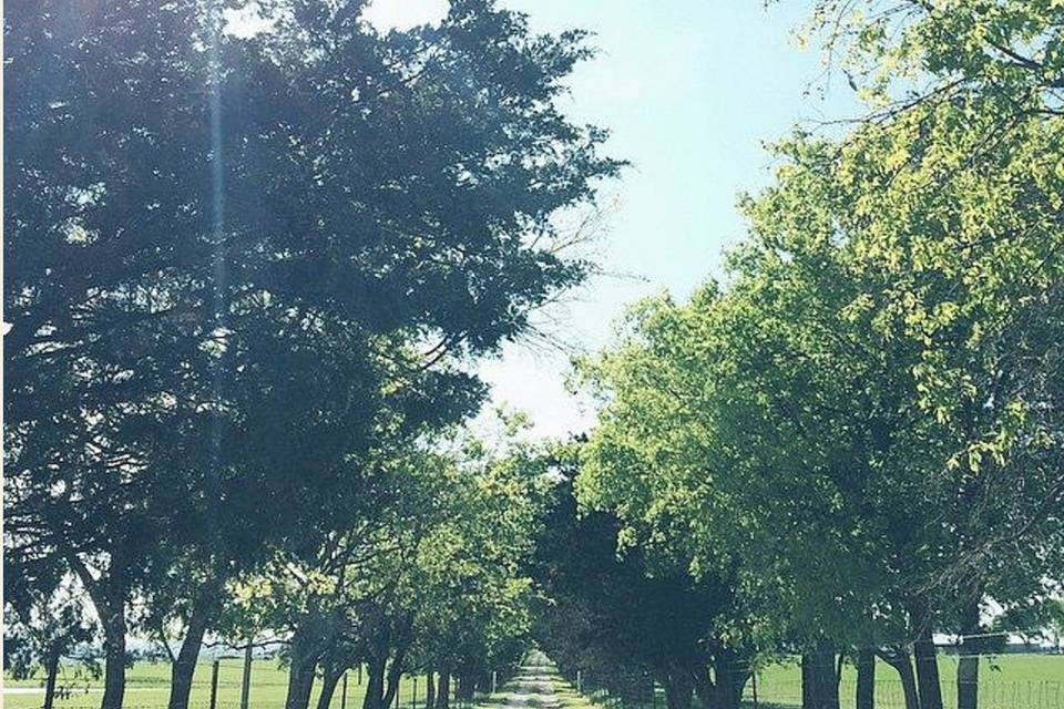 Tree-lined driveway